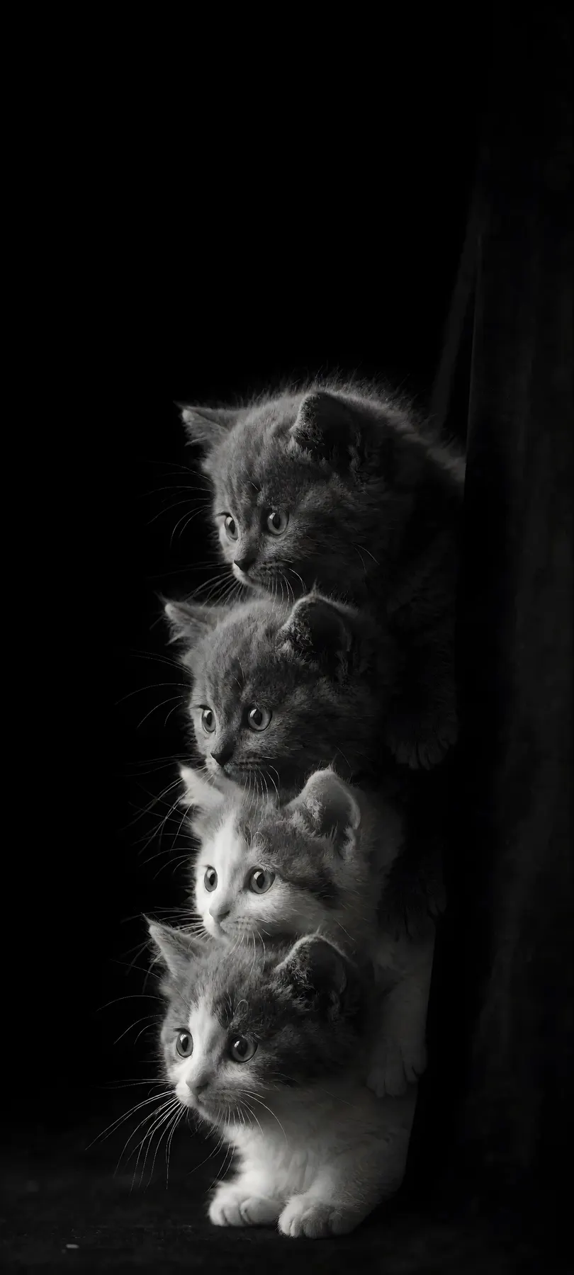 three fluffy kittens