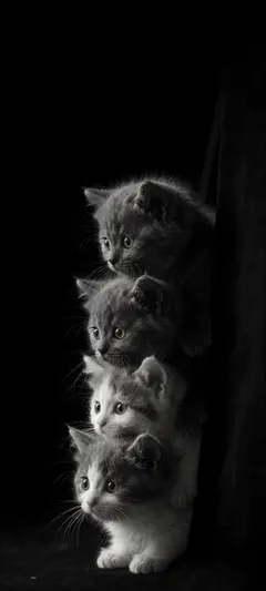 three fluffy kittens