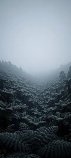 giant fern fronds