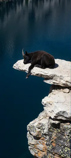 sleeping mountain goat kid