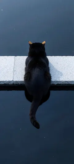 black cat