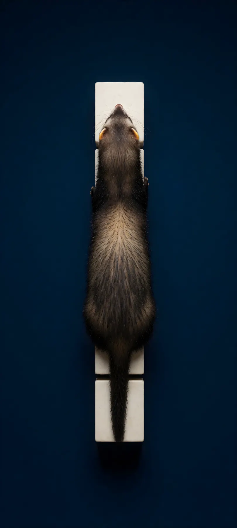 ferret on blocks
