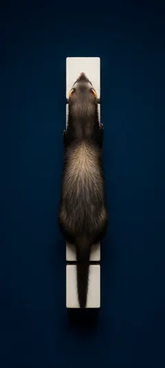 ferret on blocks
