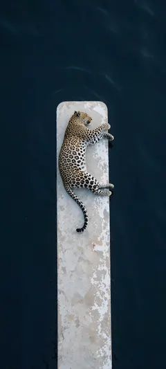 spotted leopard