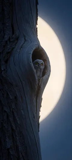 owl chick in hollow