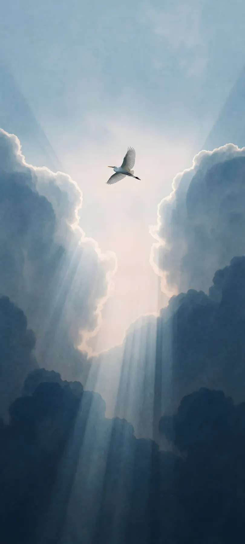 white heron