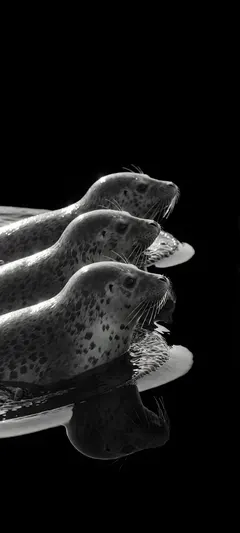 three seal pups
