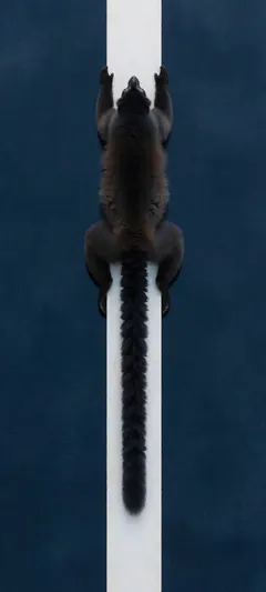 resting long-tailed lemur