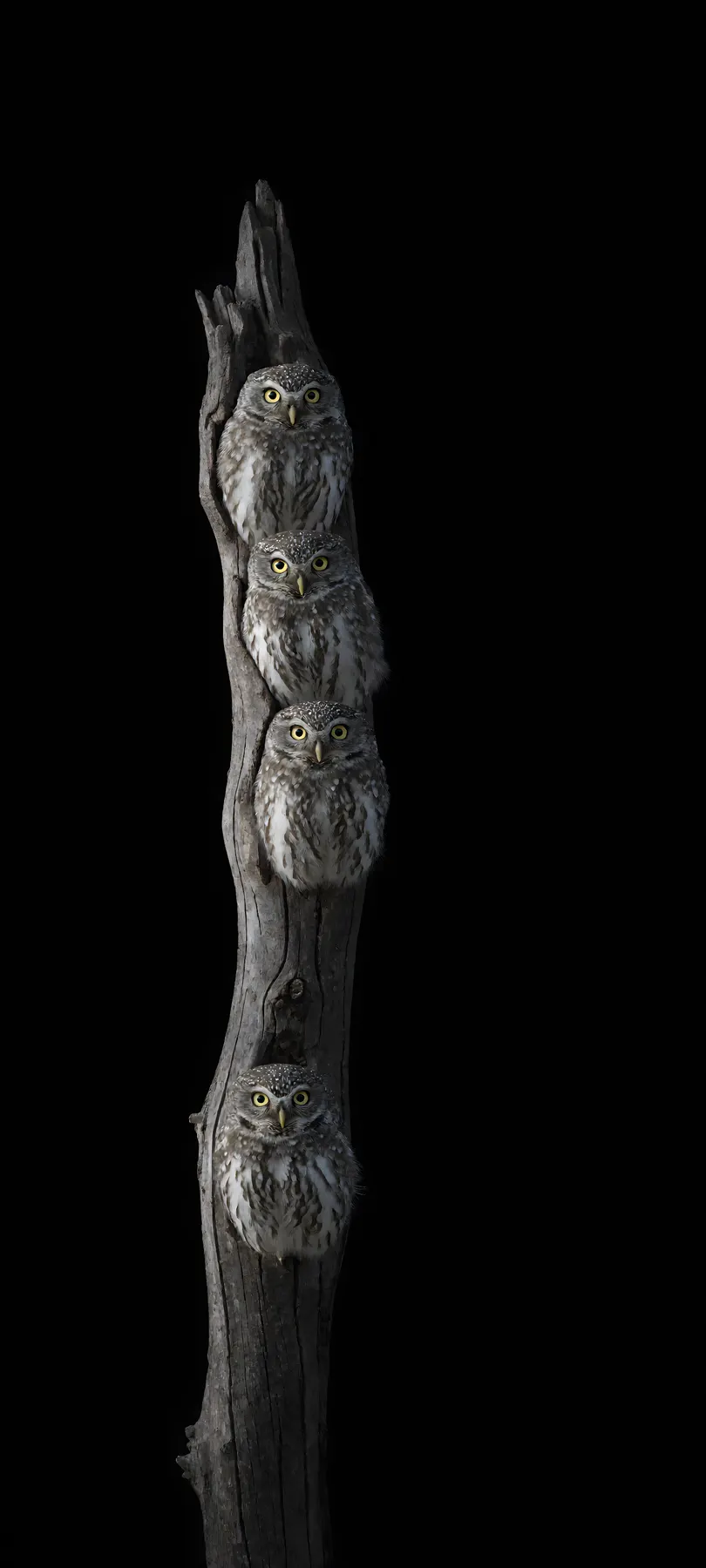 owlets in tree hollows