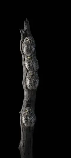 owlets in tree hollows