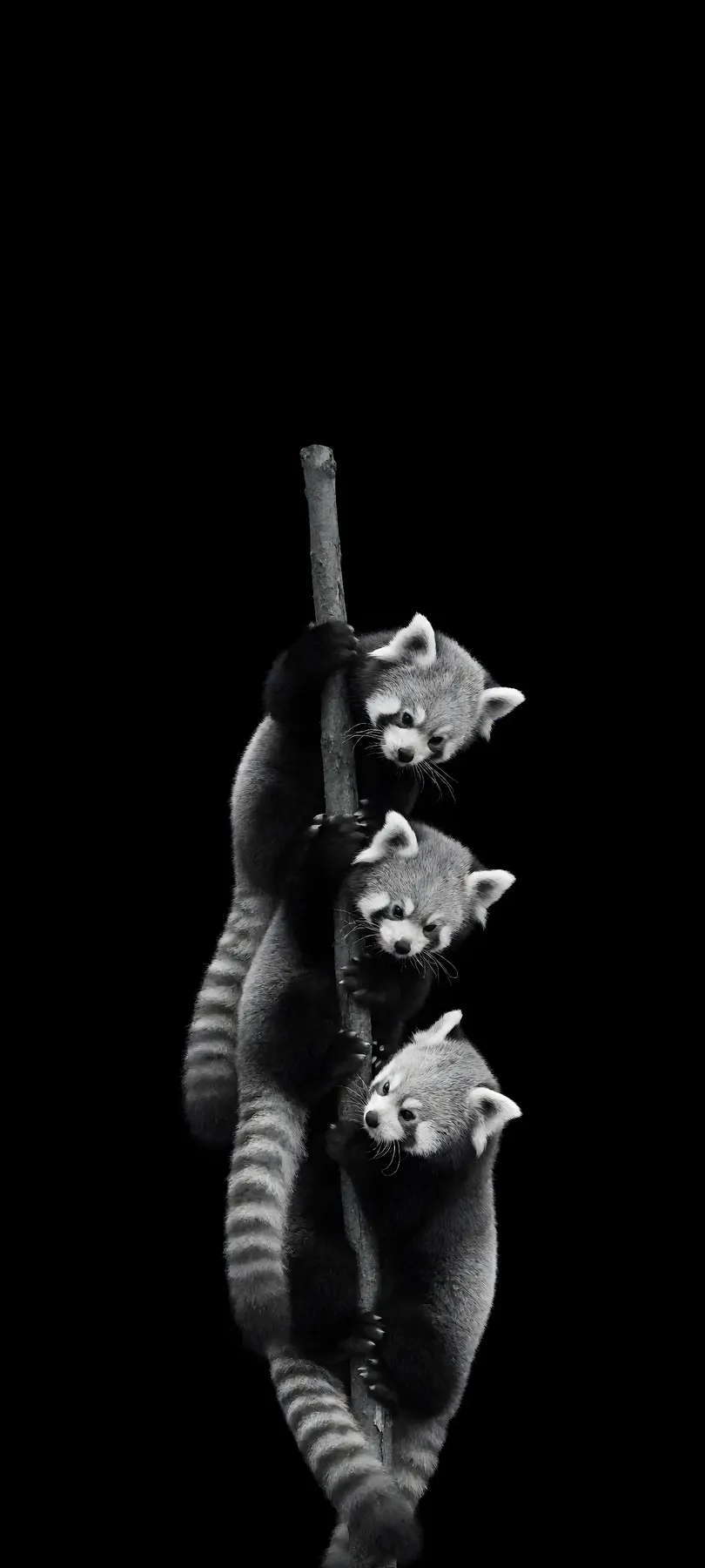 three red panda cubs