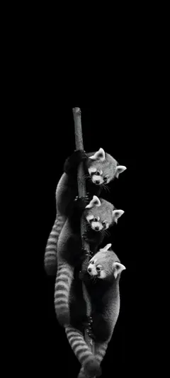 three red panda cubs