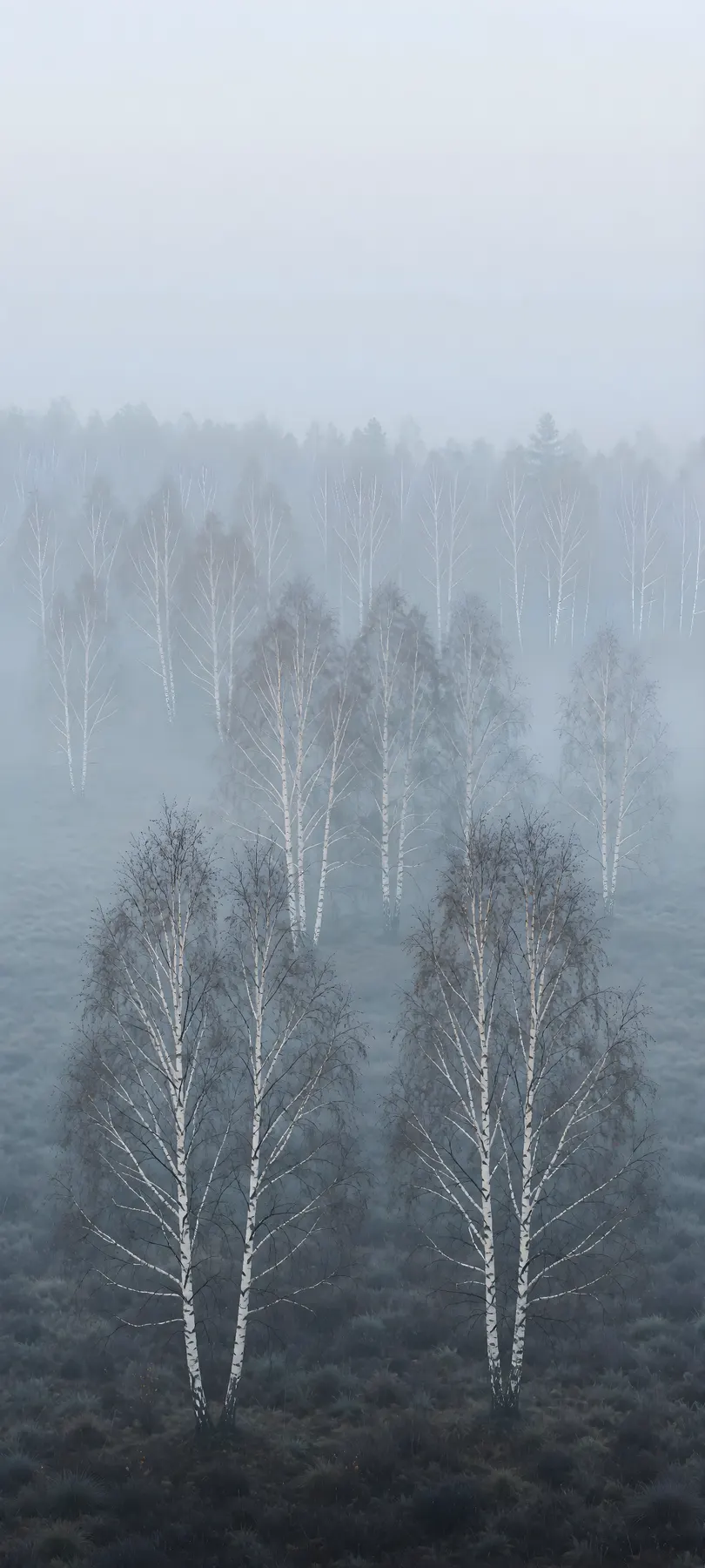 morning mist