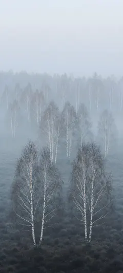 morning mist