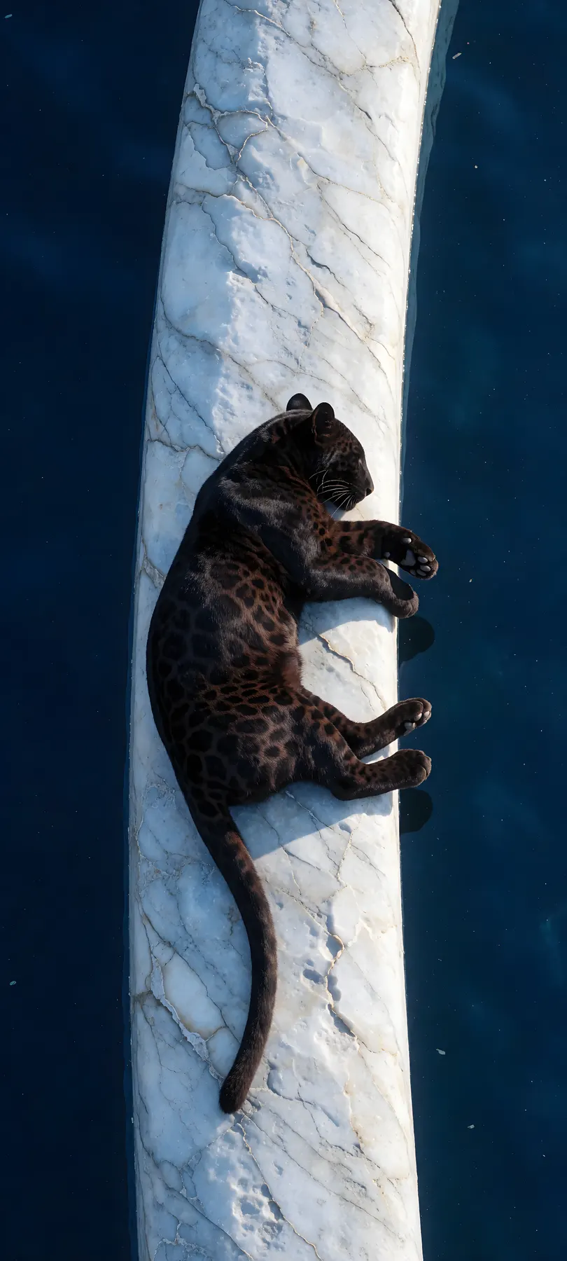 sleeping black panther cub