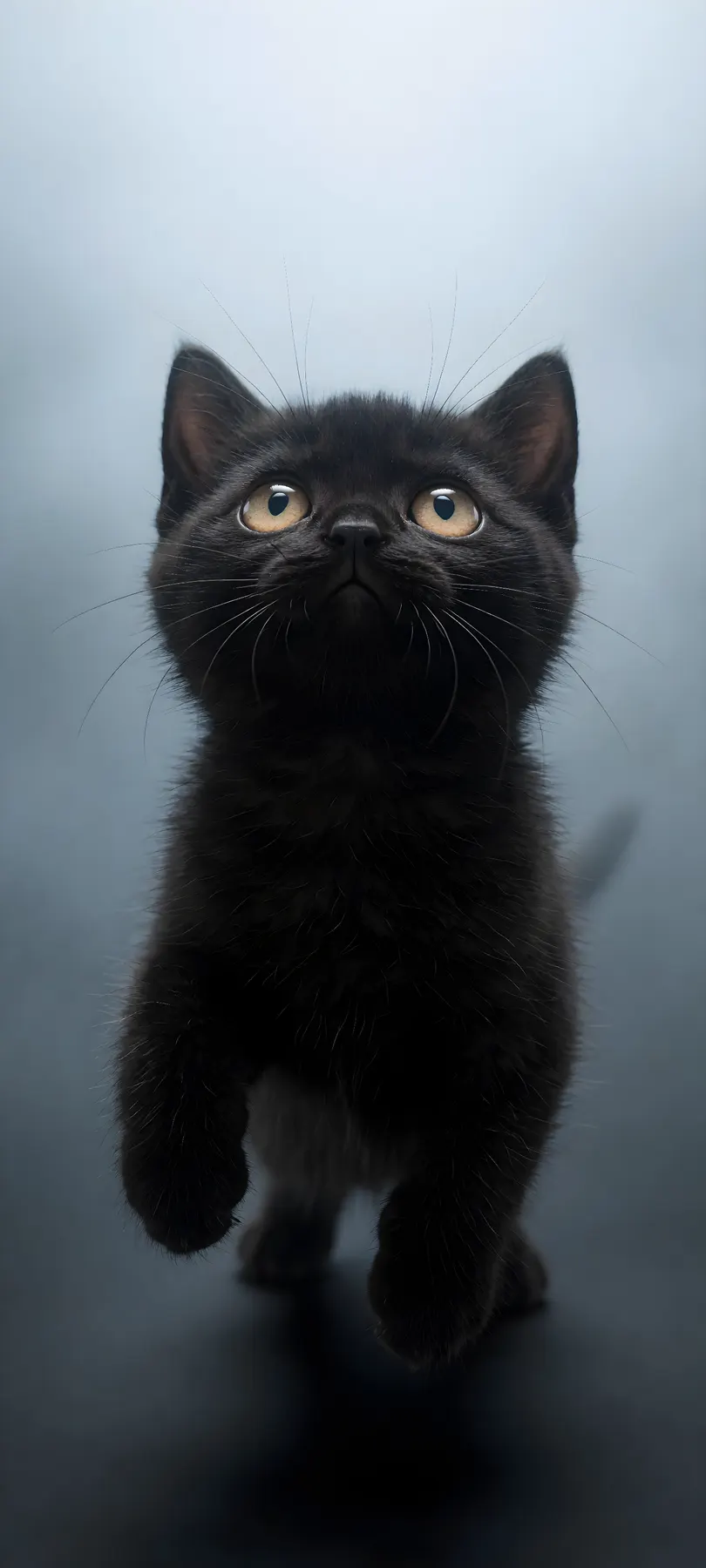 soot-black kitten